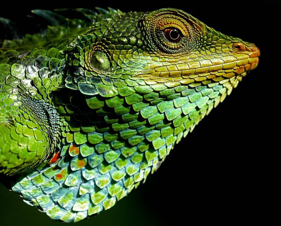 Lorem ipsum dolor
