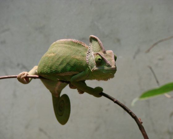 Vestibulum interdum